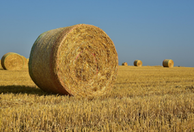 net wrap